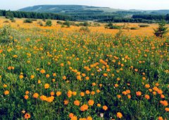 今秋去哪里 大美塞罕坝