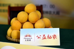 黄桃熟了 爱心浓了 无限